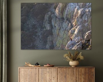 Griffon Vulture (Gyps fulvus) perched on a steep cliff by AGAMI Photo Agency