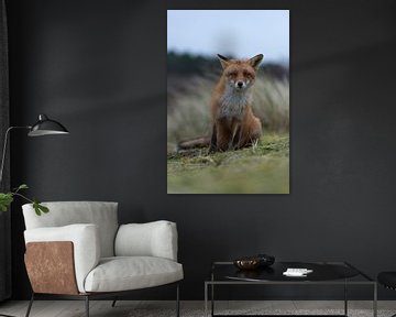 Le renard roux ("Vulpes vulpes") est assis sur ses pattes postérieures et regarde avec une sur wunderbare Erde