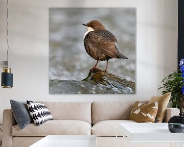 Dipper ( Cinclus cinclus cinclus ) zit op een steen, omgeven door bruisend water, wilde dieren, Euro van wunderbare Erde