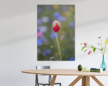 Mohnblume von Moetwil en van Dijk - Fotografie