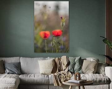 Coquelicots dans un champ de fleurs sur Moetwil en van Dijk - Fotografie