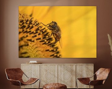 Insect on sunflower by Moetwil en van Dijk - Fotografie
