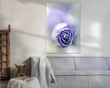 Purple breeze....(soft 2) (flower) by Bob Daalder