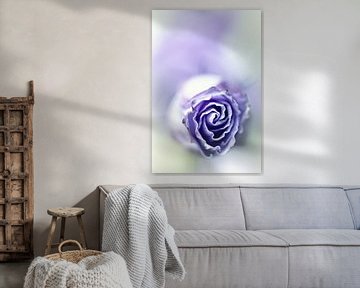 Purple breeze....(soft 2) (fleur) sur Bob Daalder