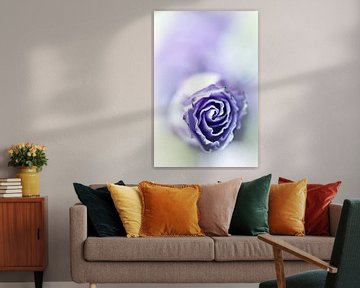 Purple breeze....(soft 2) (bloem) von Bob Daalder