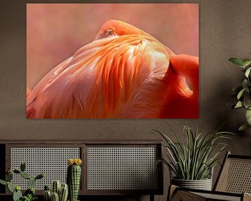 Flamant rose sur D Meijer