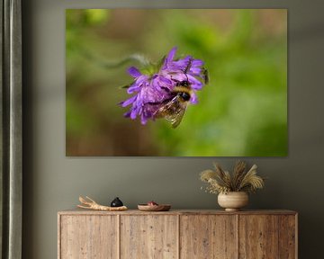 Abeille en fleur violette sur Shirley Douwstra