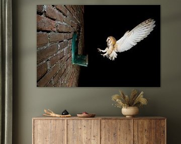 Barn owl in flight at night by Jeroen Stel