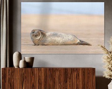 Gewone Zeehond tuurt over het strand van Jeroen Stel