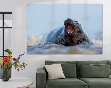 Grey Seal in the surf by Jeroen Stel