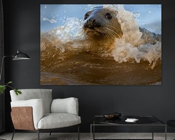 Grey seal breaks through the surf by Jeroen Stel