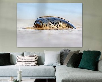 Grey Seal on the coast by Jeroen Stel