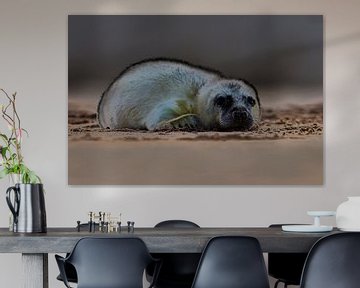 Jonge Grijze Zeehond op het strand van Jeroen Stel