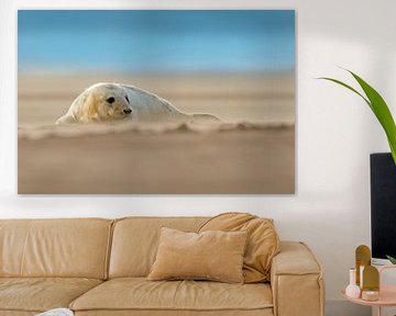 Jonge Grijze Zeehond op het strand van Jeroen Stel