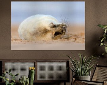 Young Grey Seal on the beach by Jeroen Stel