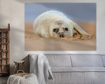 Jeune phoque gris sur la plage sur Jeroen Stel