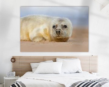 Jonge Grijze Zeehond op het strand van Jeroen Stel