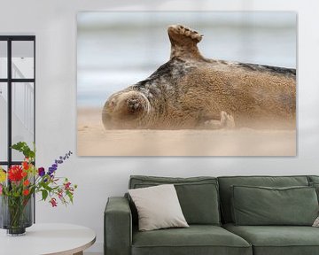 Grijze Zeehond zwaait vanaf het strand van Jeroen Stel