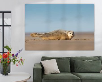 Jonge Gewone Zeehond op het strand van Jeroen Stel