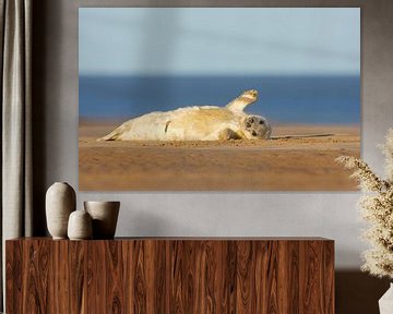 Jonge Grijze Zeehond zwaait vanaf het strand van Jeroen Stel