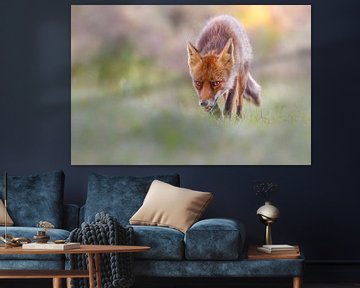 Fox on the hunt by Pim Leijen