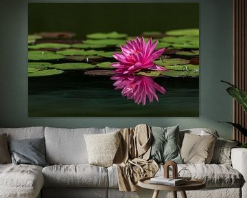 Traumhaft schöne Seerose - im Wasser gespiegelt