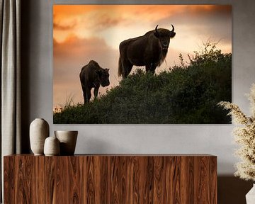 Bison (bison d'Europe) dans le Kraansvlak dans le parc national du Sud-Kennemerland sur Jeroen Stel