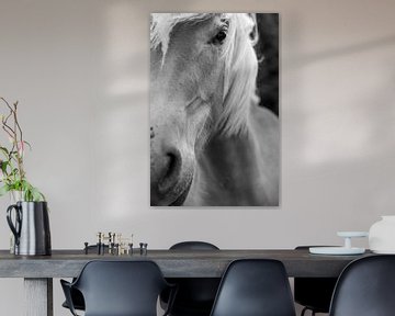 Porträt des Pferdes