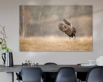 Approaching White-Tailed Eagle! by Robert Kok