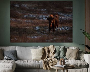 Wisenten in duinen op het Kraansvlak van Zuid Kennemerland van Jeroen Stel