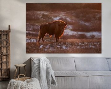 Wisents in dunes on the Kraansvlak of South Kennemerland by Jeroen Stel