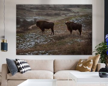 Wisents in dunes on the Kraansvlak of South Kennemerland by Jeroen Stel