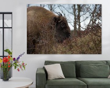 Wisenten in duinen op het Kraansvlak van Zuid Kennemerland van Jeroen Stel