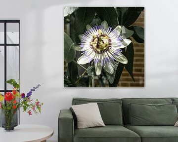 Passion flower foreground old hortus by Wout van den Berg