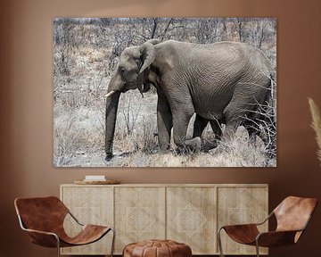 Wüstenelefant, der im ausgetrockneten Hoanib River in Namibia läuft. von Tjeerd Kruse