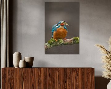 Kingfisher photographed in the Throw by Jeroen Stel