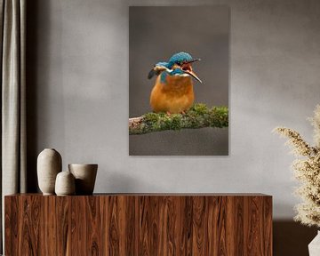 IJsvogel gefotografeerd in het Gooi van Jeroen Stel