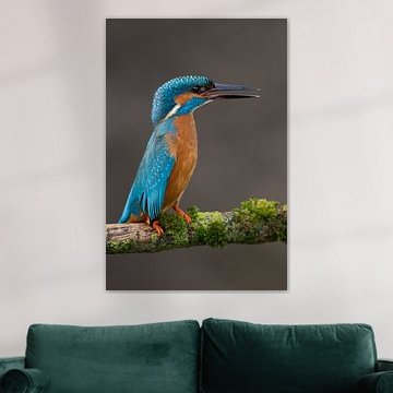 Martin-pêcheur photographié dans le Lancer