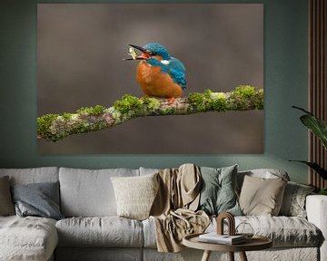 IJsvogel gefotografeerd in het Gooi van Jeroen Stel