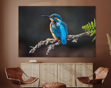 IJsvogel gefotografeerd in het Gooi