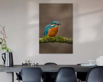 IJsvogel gefotografeerd in het Gooi van Jeroen Stel