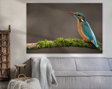 Kingfisher photographed in the Throw by Jeroen Stel