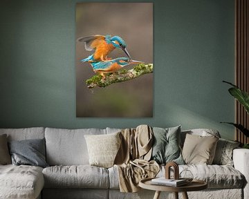 Kingfisher photographed in the Throw by Jeroen Stel