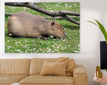 Capibara in de zon van MSP Canvas