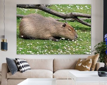 Capibara in de zon van MSP Canvas