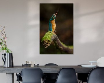 Kingfisher photographed in the Throw by Jeroen Stel