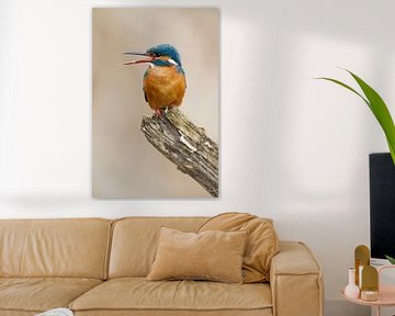 Kingfisher photographed in the Throw by Jeroen Stel