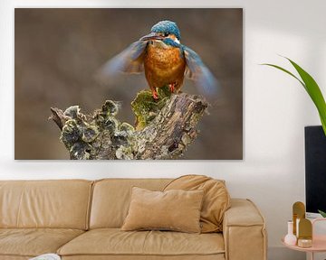 Kingfisher photographed in the Throw by Jeroen Stel