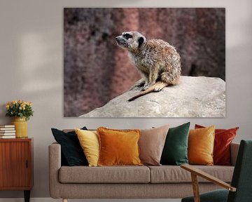 Meerkat in the sun by MSP Canvas