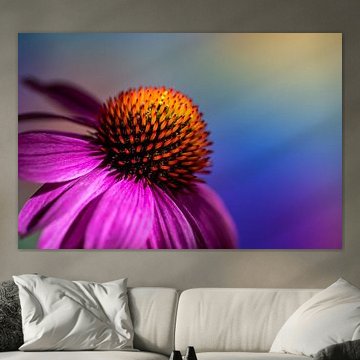 Sonnenhut gegen farbigen Hintergrund